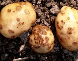 Звичайна парша знижує врожайність картоплі до 40%